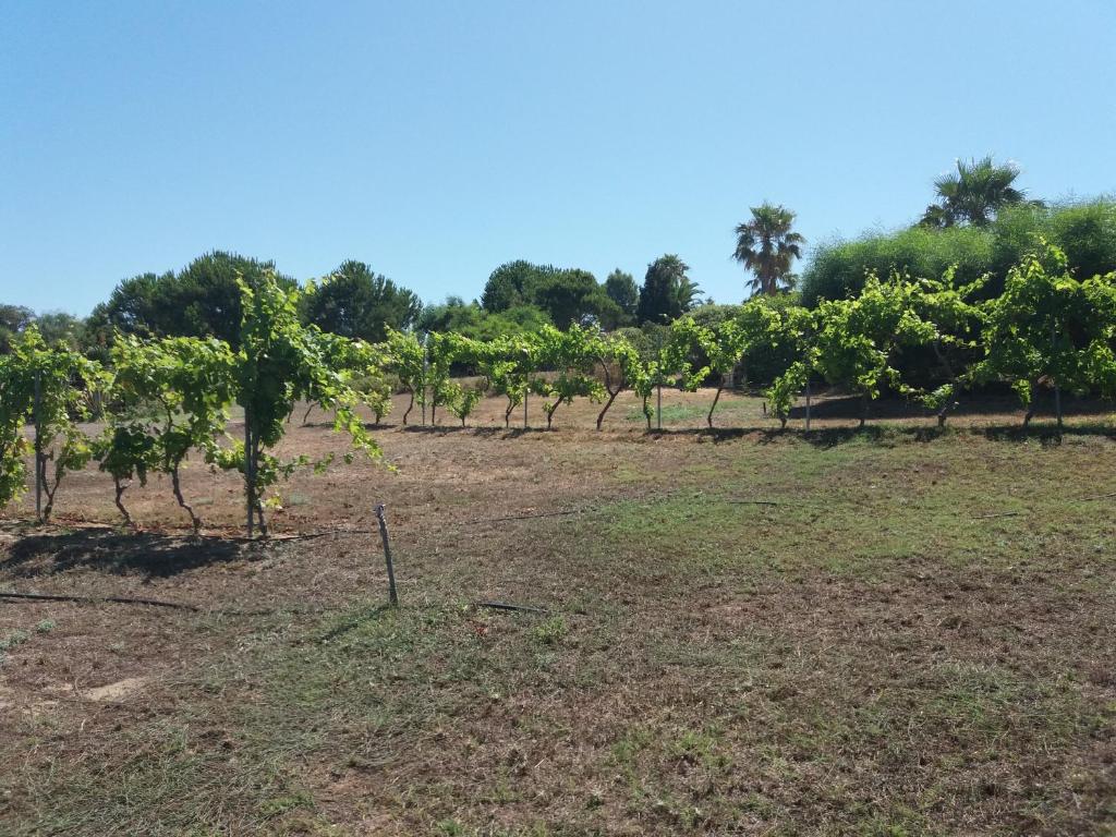 Villa Kos photo 4