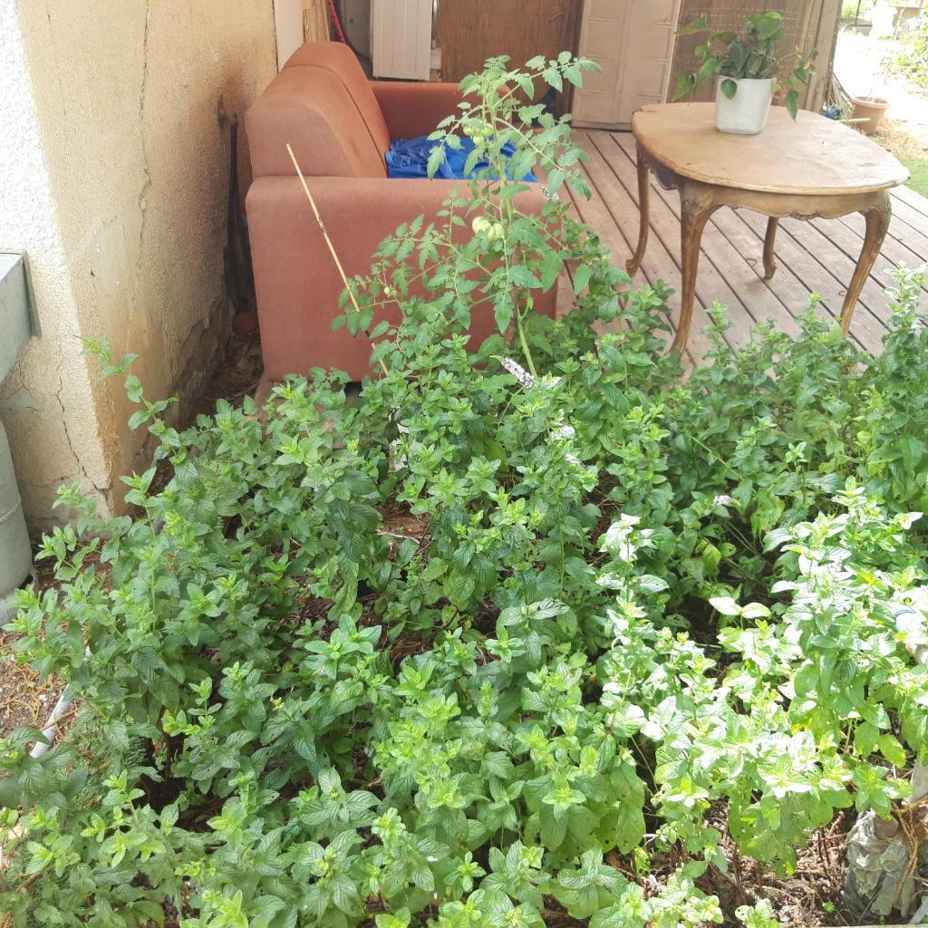 Quiet and beautiful bungalow near to old Jaffa City photo 1