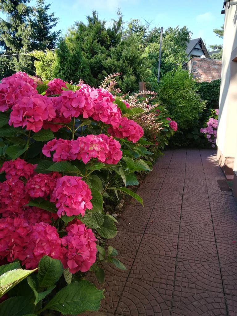 Willa Patio photo 4