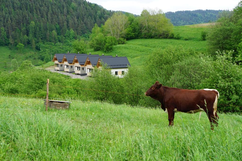 Rekreačna usadlosť Pieninka photo 2
