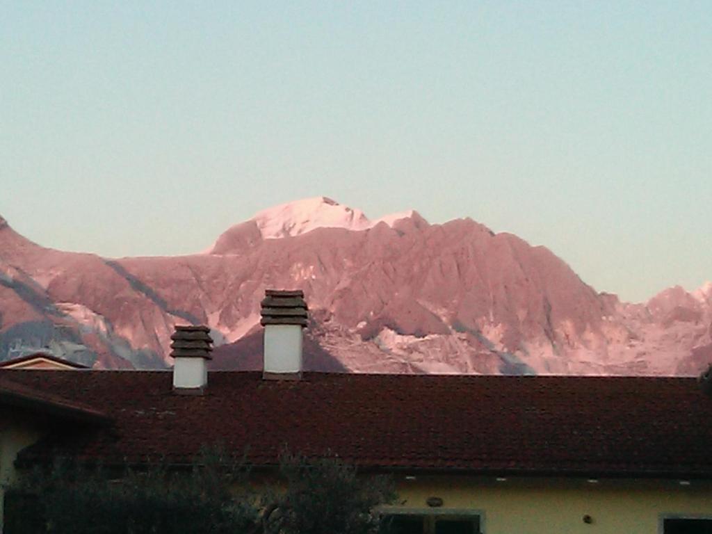 Merlo d'Oro photo 4