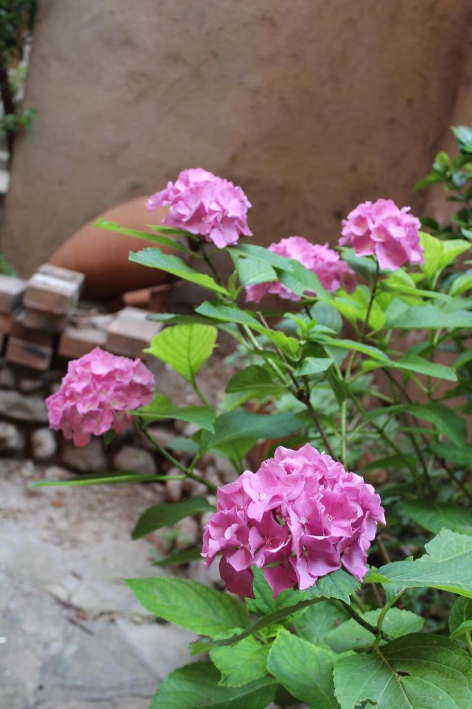 Il giardino dei fiori photo 1