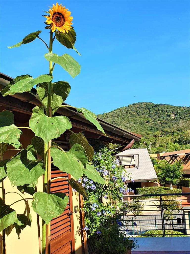 "La Terrazza di Castiglione" APPARTAMENTI VACANZA photo 4