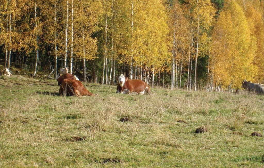 Beautiful Home In Enviken With 2 Bedrooms And Wifi photo 2