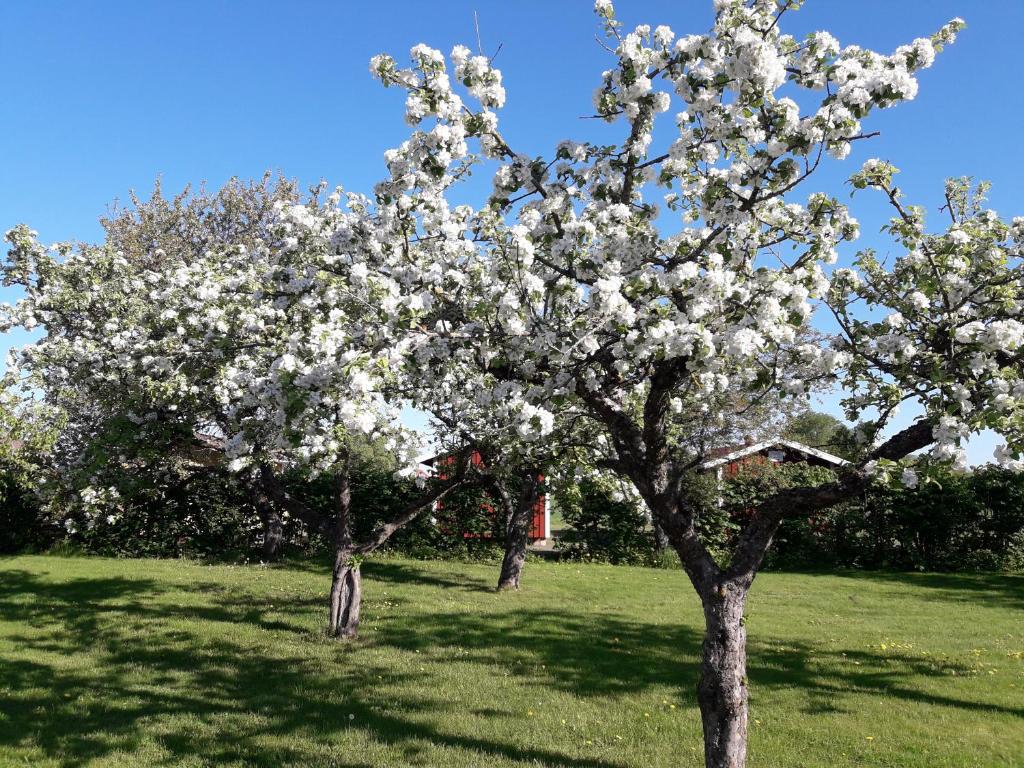 Mellomgården photo 3