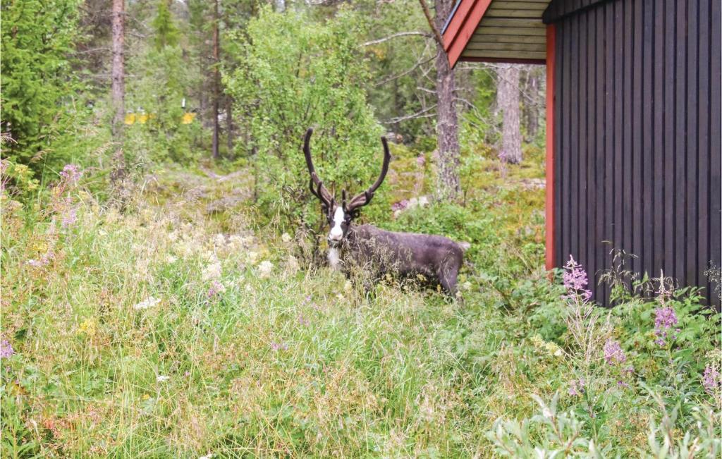 Awesome Home In Lofsdalen With 3 Bedrooms, Sauna And Wifi photo 1