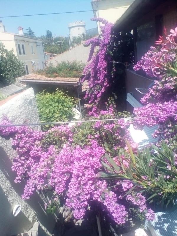 Apartman i Sobe Čule Cres photo 3