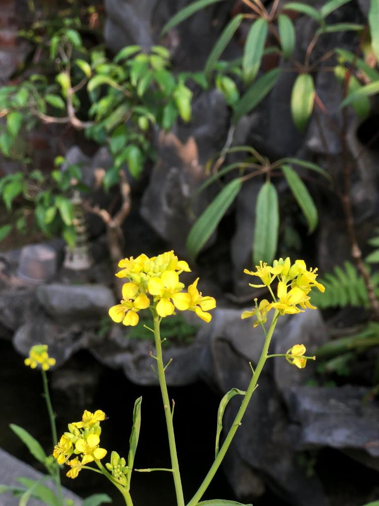 tam coc hello homestay