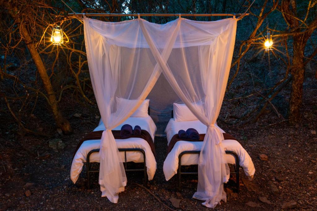 Glamping Safari Camp - Bellevue Forest Reserve photo 1