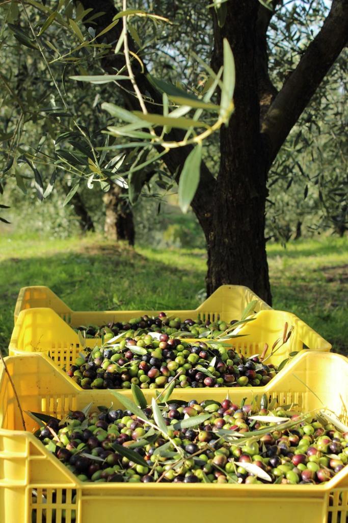 Tenuta delle Rose photo 4