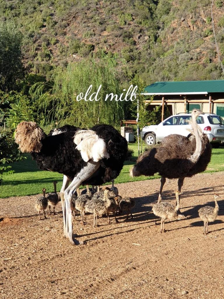 Old Mill Lodge, Seasonal Working Ostrich Farm & Restaurant, Oudtshoorn photo 3