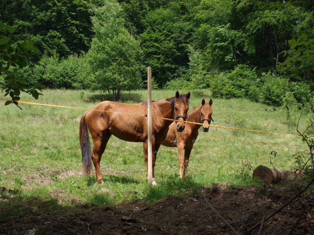 Stara Horaren 2 photo 2