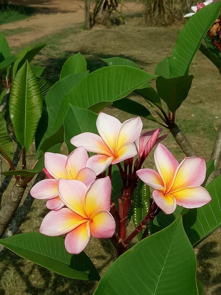 Kum Nangpaya photo 1
