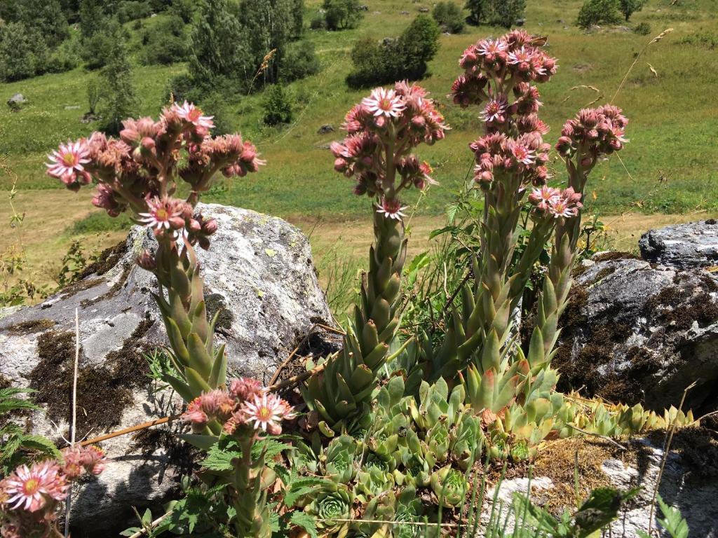 Campanule photo 2