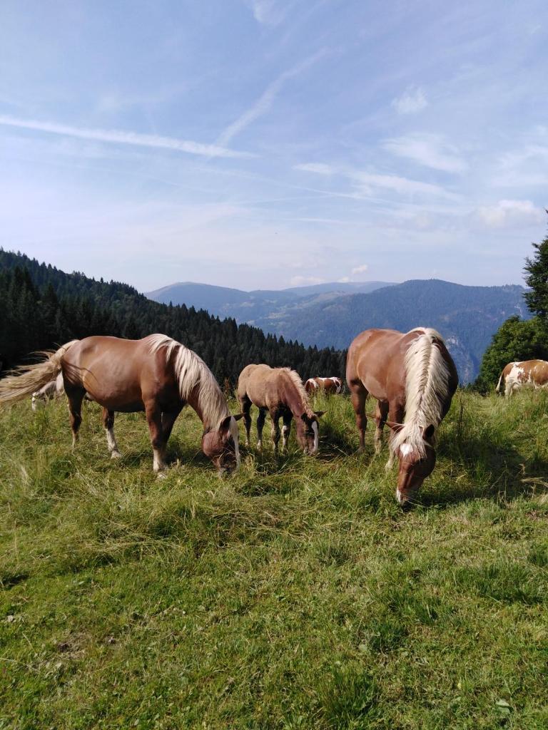 Bed and Breakfast Ai Sassi photo 2