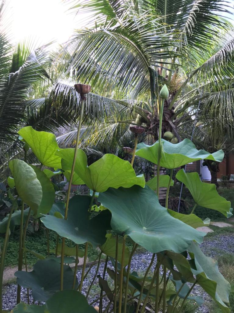 Ben Tre Garden Farmstay