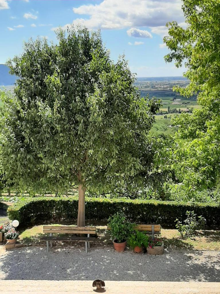 Il Castagneto photo 1