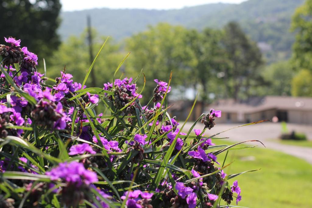 Mill Creek Resort on Table Rock Lake photo 4