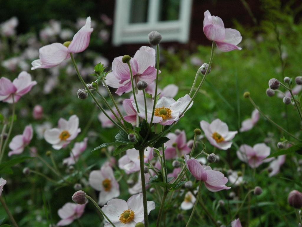 Wiborggården Bed and Breakfast photo 1
