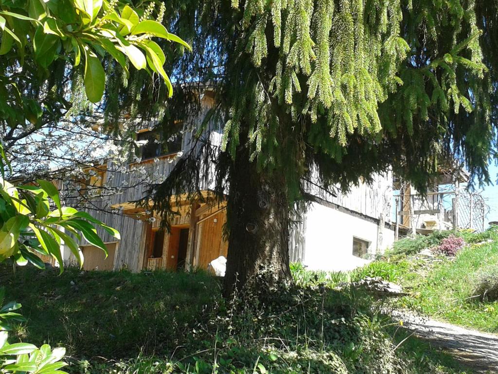 LES ACACIAS