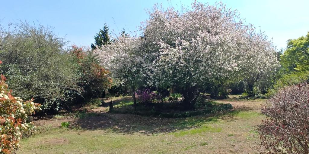 Pin Oak Cottage photo 1