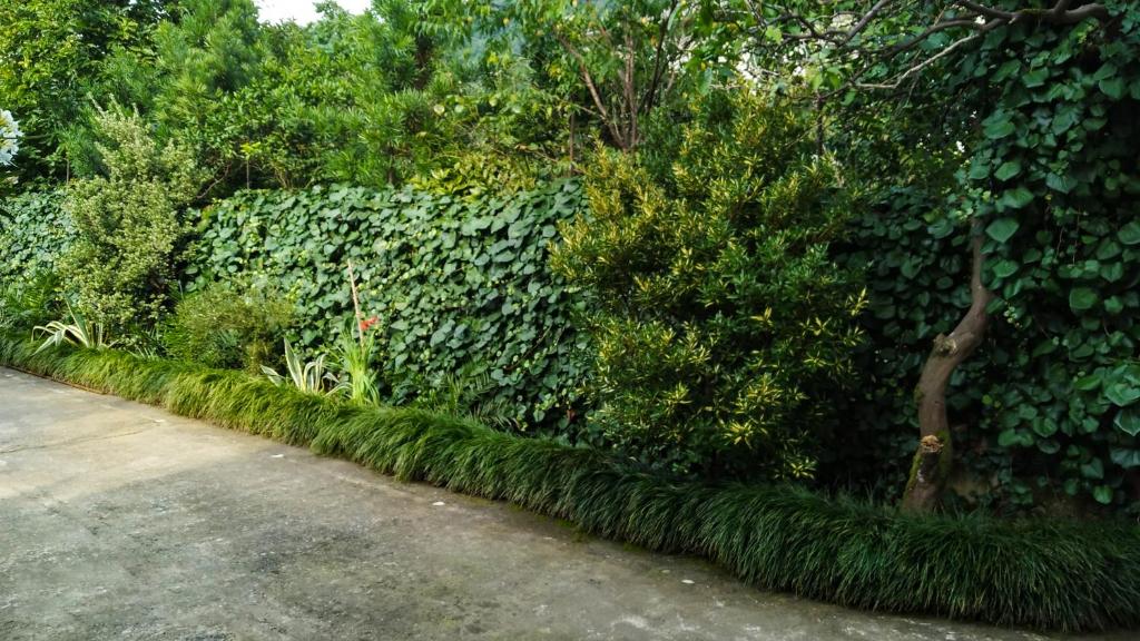 Guesthouse Green Oasis photo 4