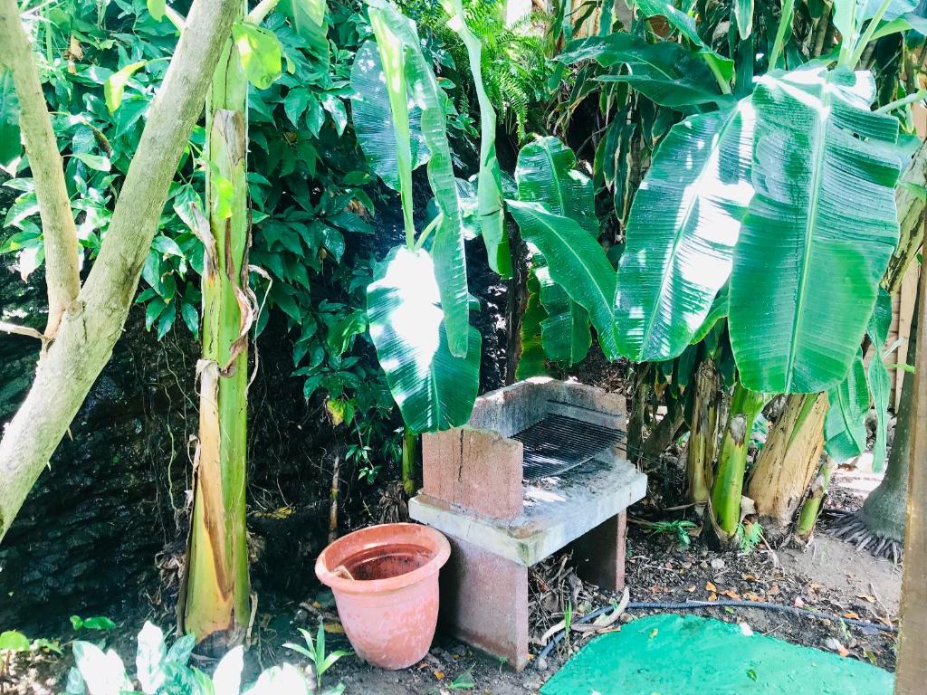 Villa Figues et Mangos photo 4