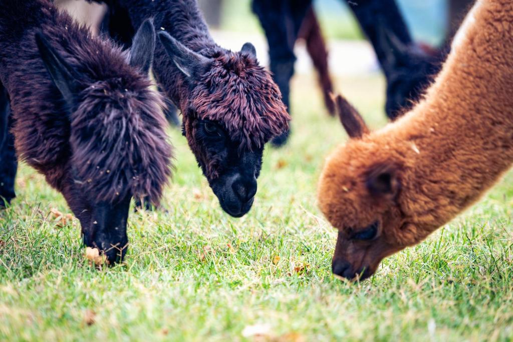 Agriturismo Il Beccafico Alpaca photo 4