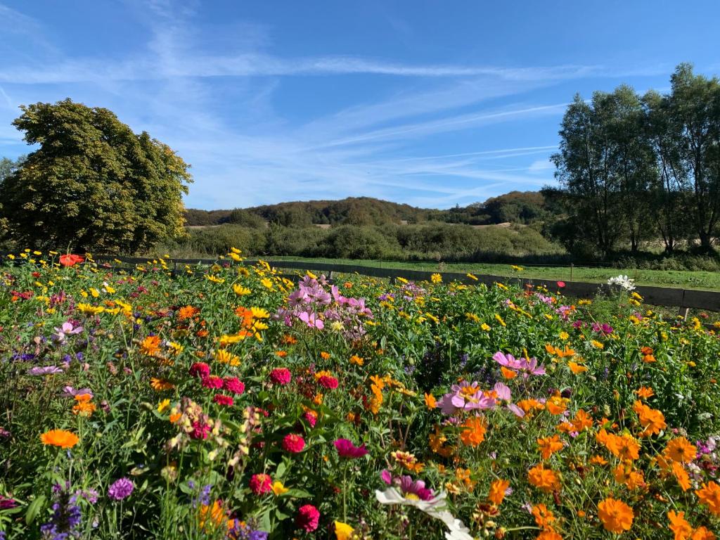 Ferienhaus am Nationalpark - Ihr Zuhause auf Rügen photo 3