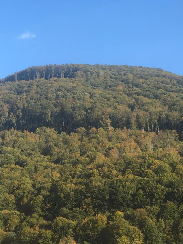 Smerekovyi Dvir photo 4