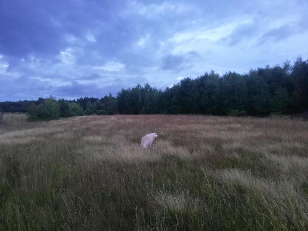 Wsród Pól i Lasów photo 2