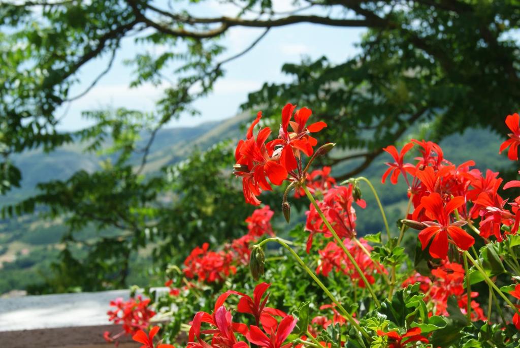 B&B IL QUERCETO photo 2