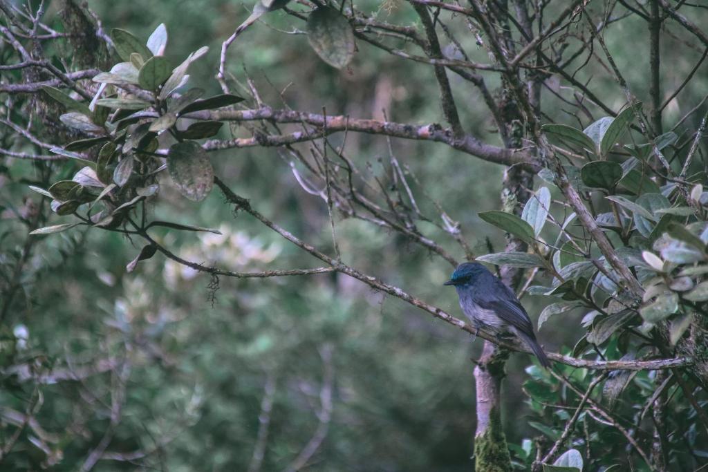 The Woods photo 4