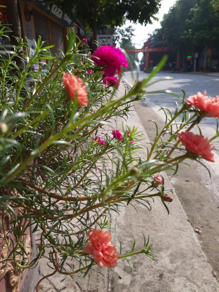 Tam Coc Golden Sun Homestay