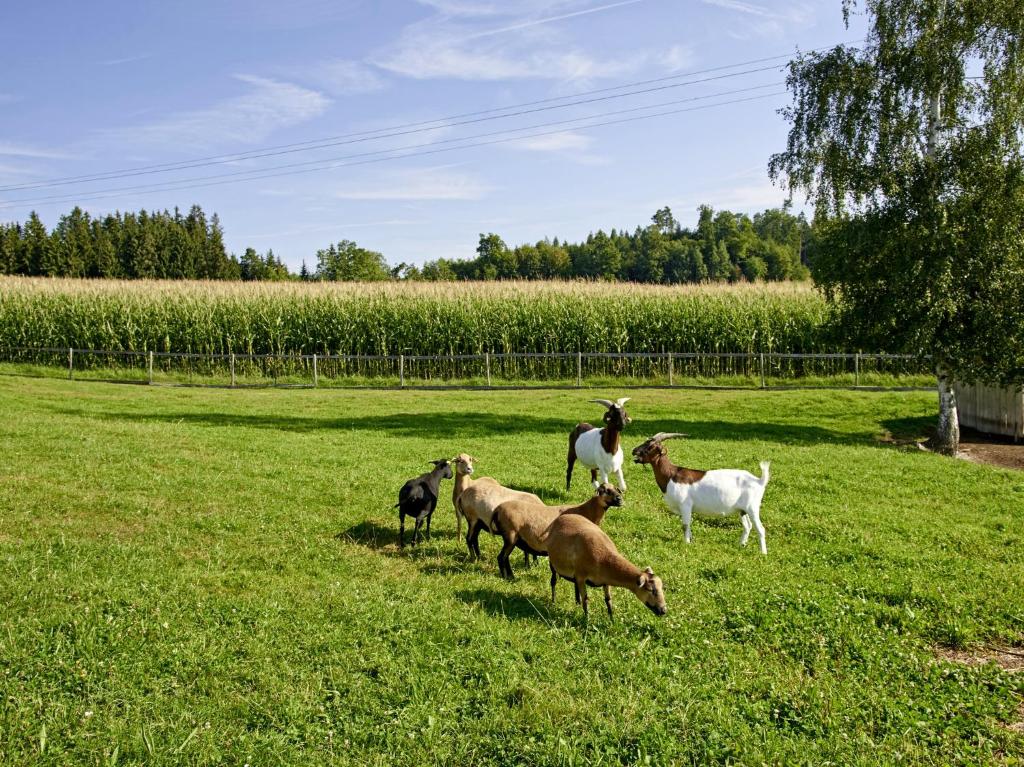 Ferienhof Dirnberg photo 2