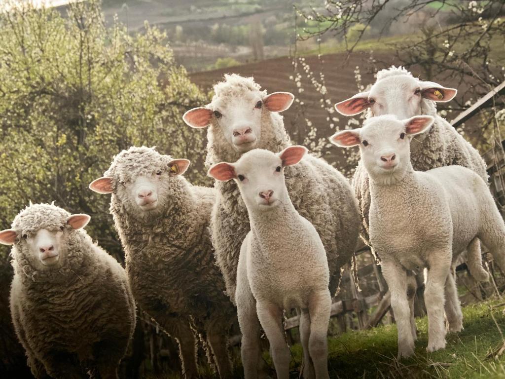 Le Mouton à 5 Pattes Aubagne-Cassis-Aix en Provence photo 3
