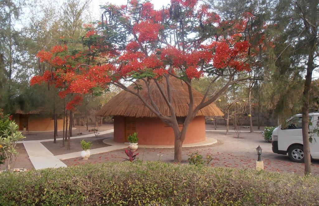 le baobab de nianing photo 2