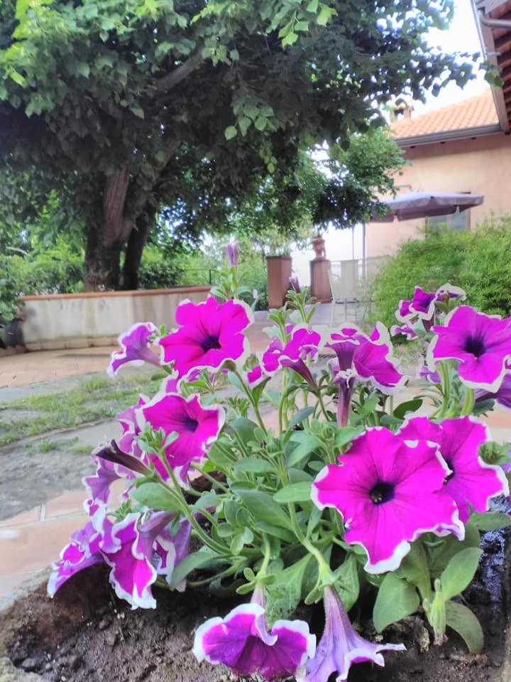 La corte di Bafè B&B "Slow Life" photo 3