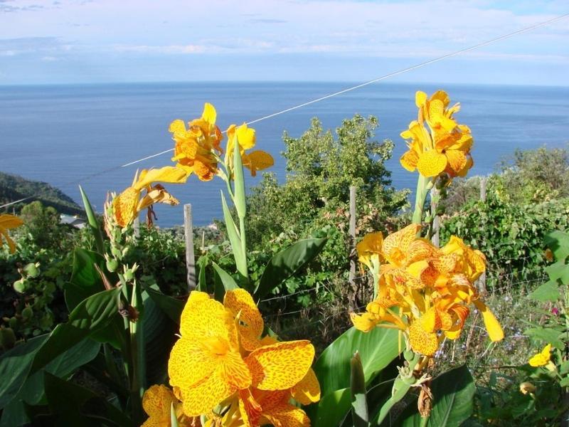 Case vacanza Reggimonti Cinque Terre photo 3
