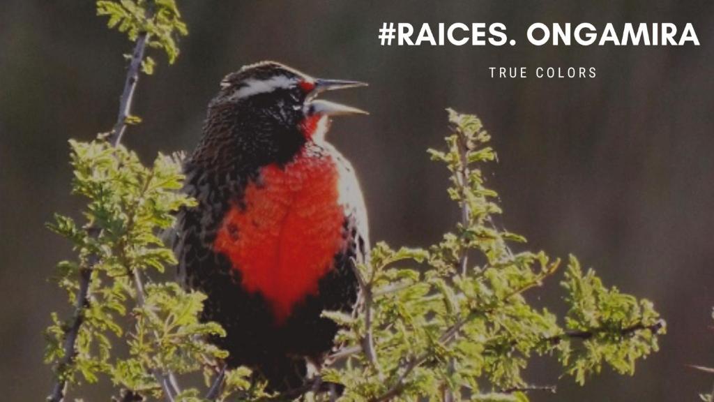 Raíces Ongamira photo 1