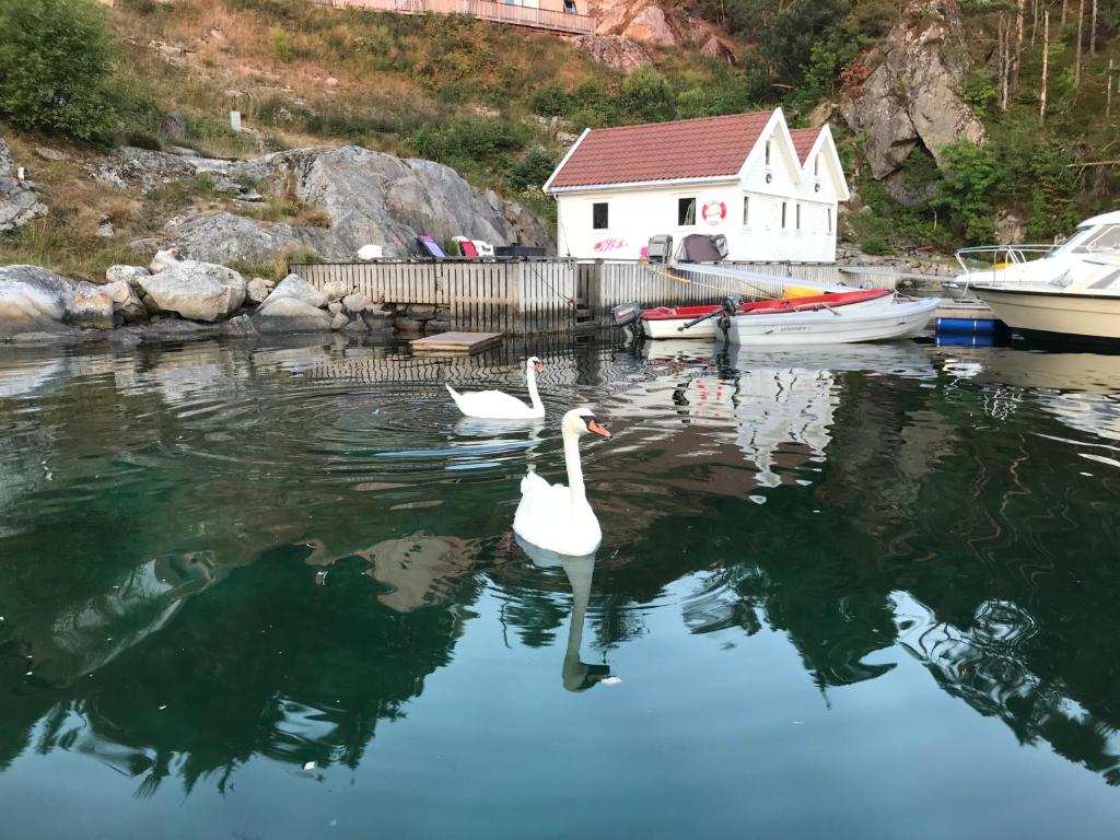 Havbris photo 3