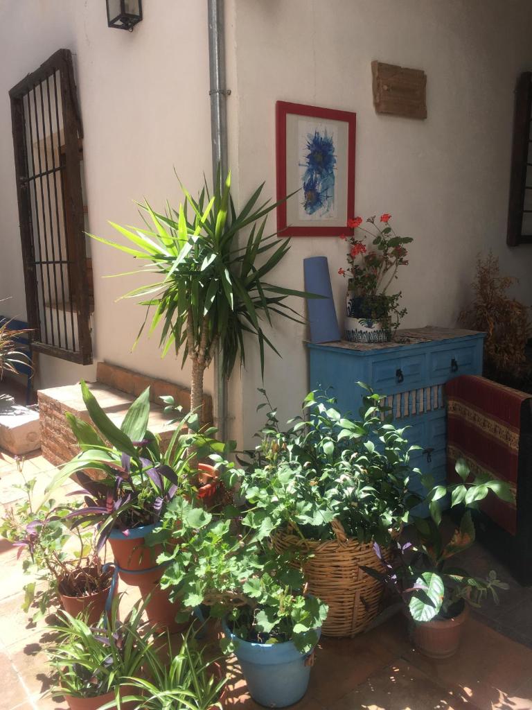 El Zaguan photo 4