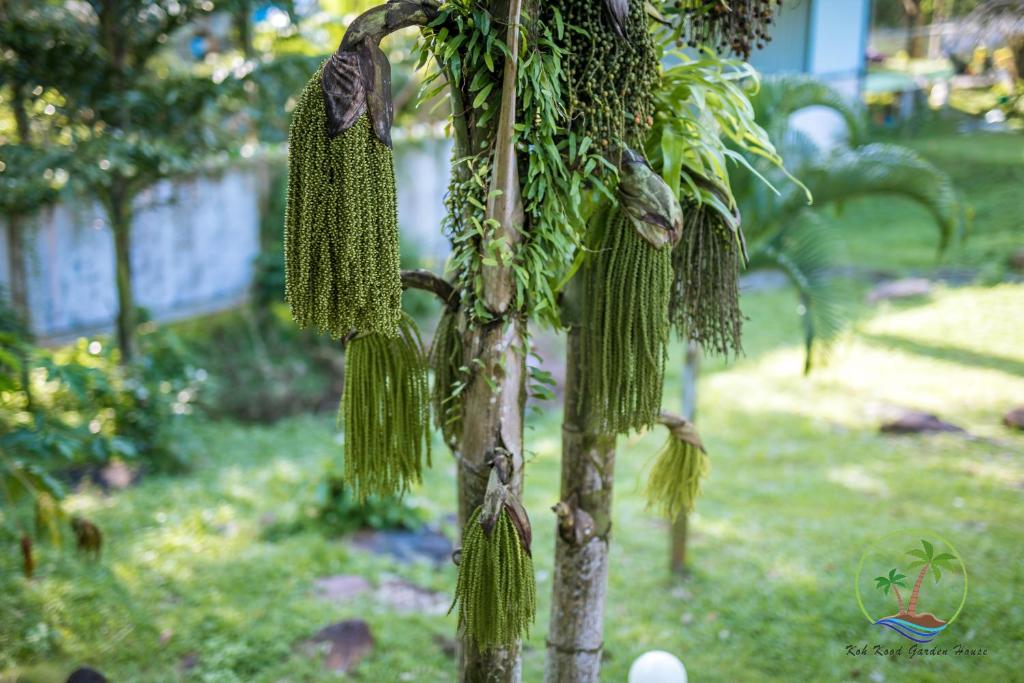 Трехместный (Улучшенный трехместный номер), Koh Kood Garden House