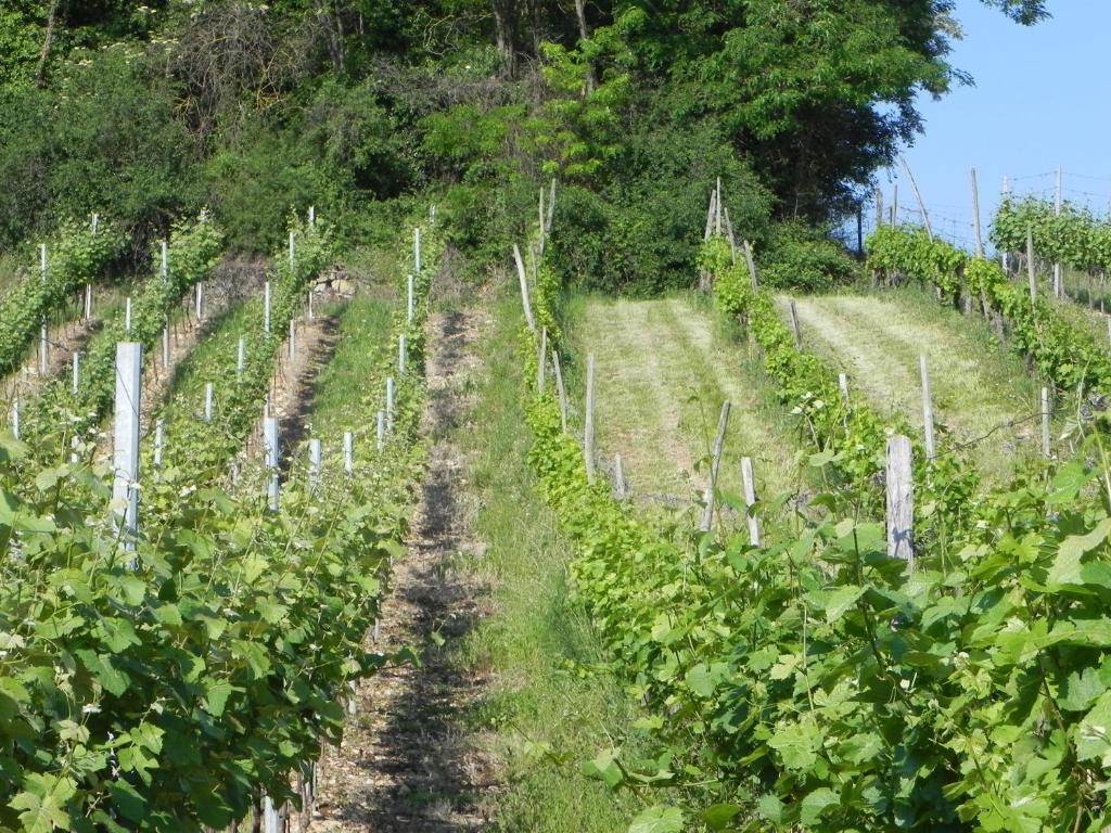 Nid de cigognes photo 4