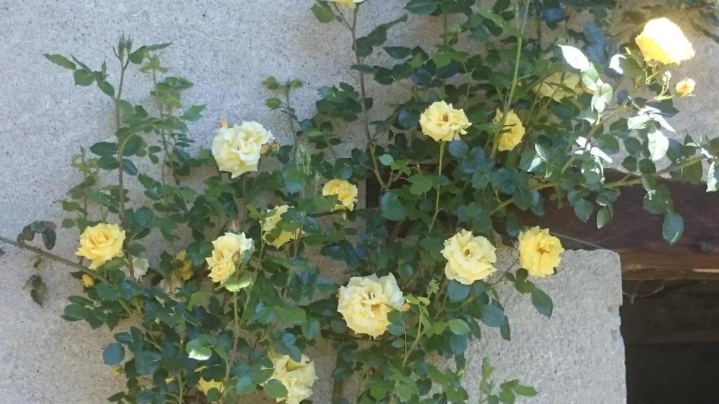 B&B Barbaia photo 3