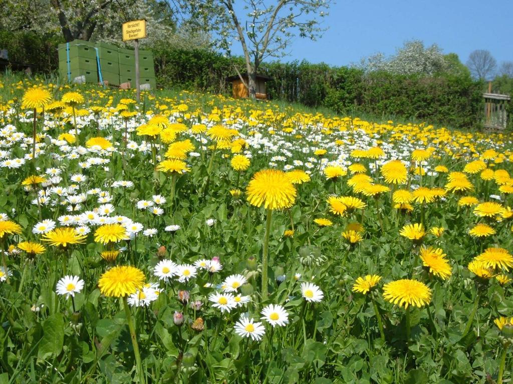 Ferienwohnungen "allerleigrün" photo 1