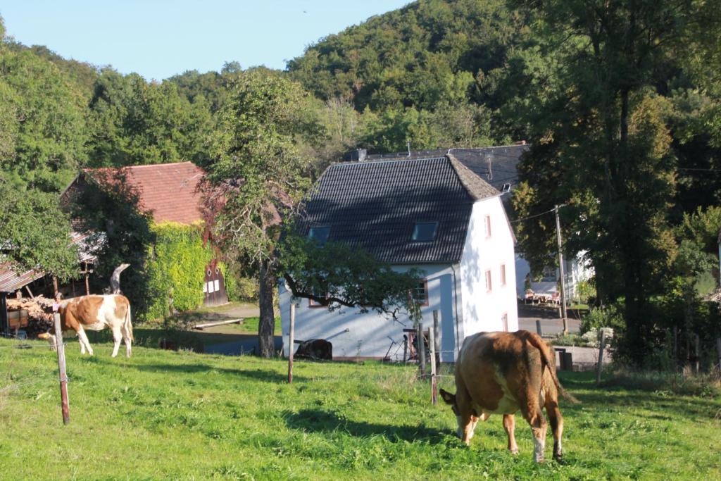 Ferienhaus Sprink Vulkaneifel photo 2