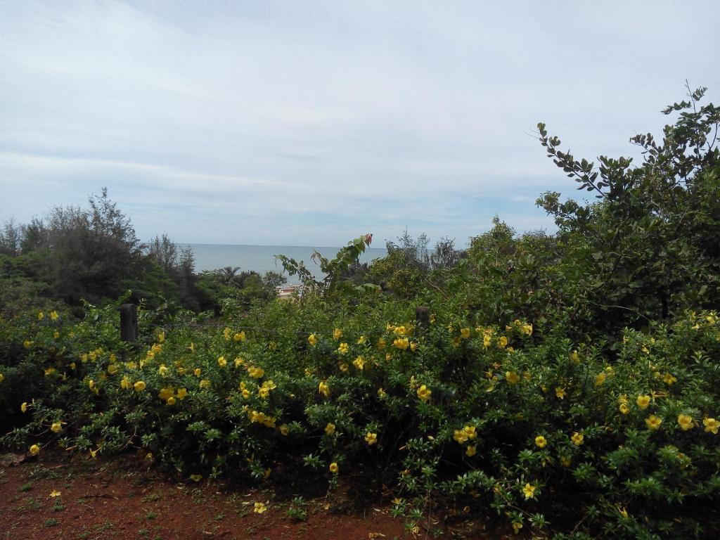 Agonda Dream View photo 4