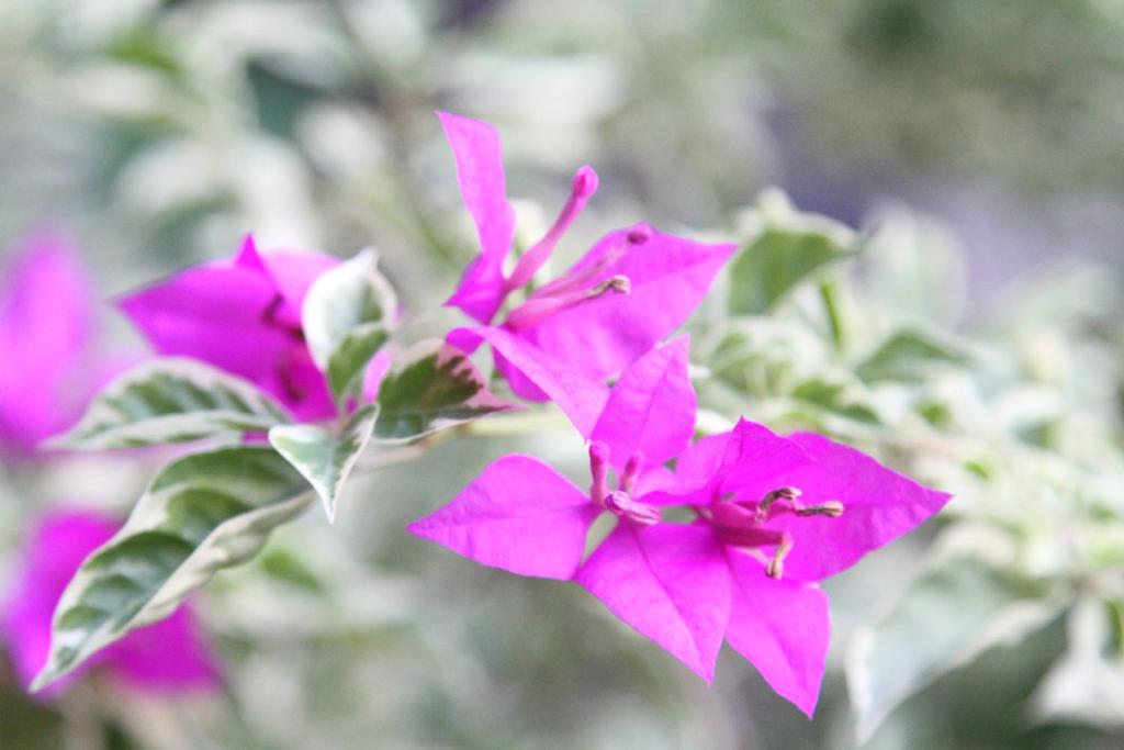 Nature House - Homestay Thu Duc, Ho Chi Minh - Sai Gon, Viet Nam