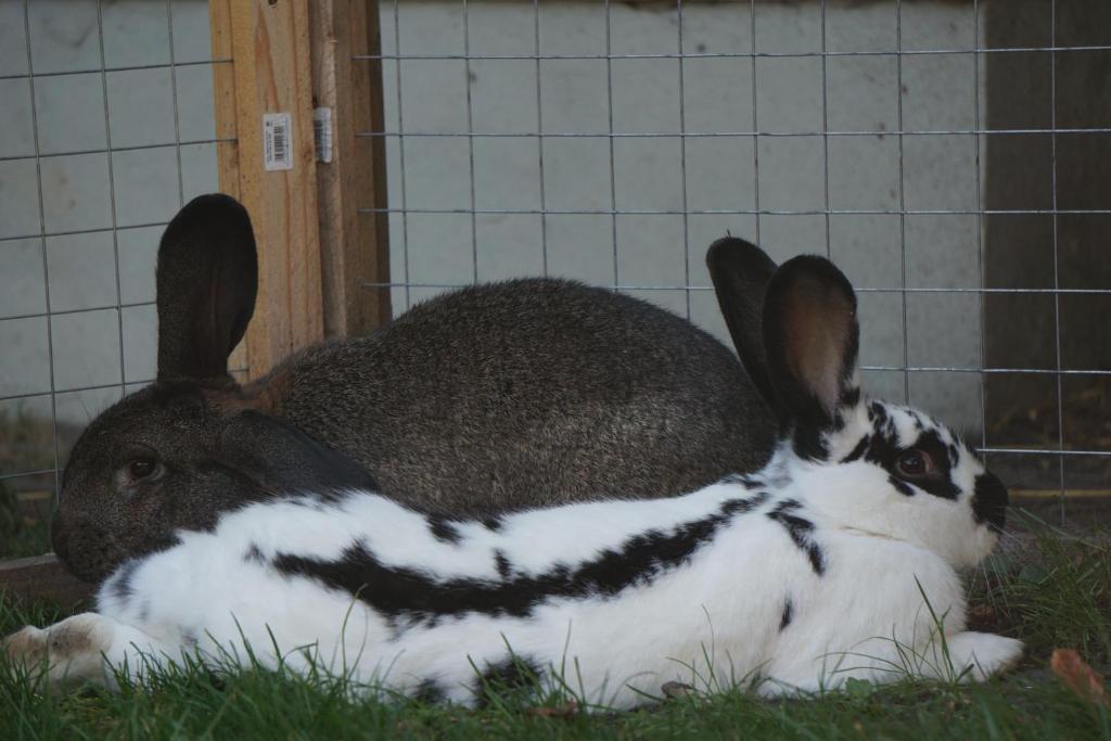 Pension zum Birnbaum photo 3